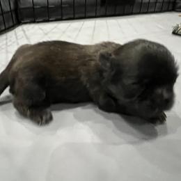 Roxie - Chocolate female Shih Tzu puppy in Fair Grove, Missouri from Hilltop Shih Tzus