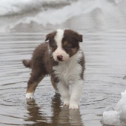 Border Collie, English Setter, and Miniature American Shepherd Puppies from First Harmony Farms