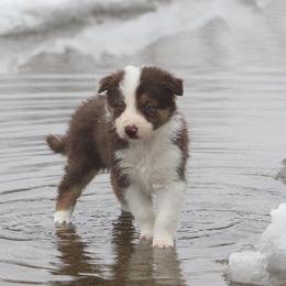 Border Collie, English Setter, and Miniature American Shepherd Puppies from First Harmony Farms