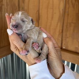 Ace - Brown and white male Bernedoodle puppy in Yuba City, California from Ranch House Doodles