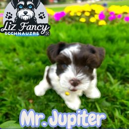 Jupiter - Parti male Miniature Schnauzer puppy in Deltona, Florida from LIZ FANCY SCHNAUZERS