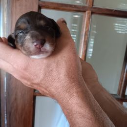Dachshund Puppies from Lauren's Dachshunds