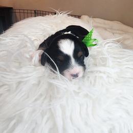 Boy 4 - Tri-color male Cavapoo puppy in Junction, Utah from City Creek Cavapoos