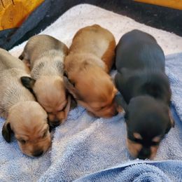 "Beautiful babies" Dachshund Puppies from Doxie Lakes