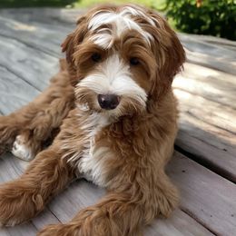 Australian Labradoodles from Miami Australian Labradoodles