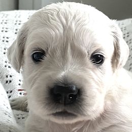 Girl 2 - Light golden Golden Retriever puppy in Allendale, Michigan from Teresa Stevens