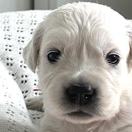 Girl 2 - Light golden Golden Retriever puppy in Allendale, Michigan from Teresa Stevens