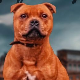 Nero - Staffordshire Bull Terrier