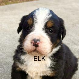 Elk OFA - Black rust and white male Bernese Mountain Dog puppy in Strasburg, Ohio from Lois Allison