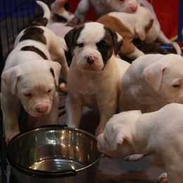 American Bulldog Puppies from Ferocia Kennels
