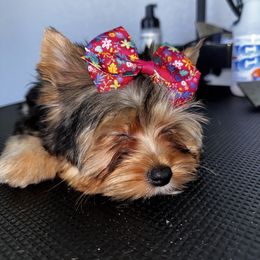Belle - Black and tan female Yorkshire Terrier puppy in Cape Coral, Florida from Katherine’s Yorkies and Poodles