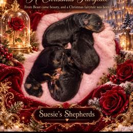 BOY 1 - Black and red male German Shepherd puppy in Vintondale, Pennsylvania from Causey's Critters