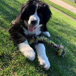 Bernedoodle Puppies from Buckingham's Bernedoodle Buddies