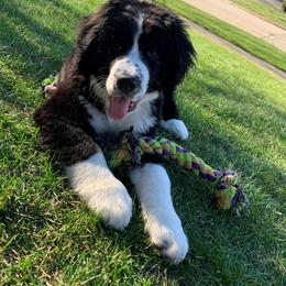 Bernedoodle Puppies from Buckingham's Bernedoodle Buddies