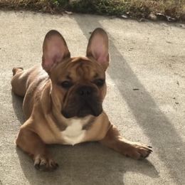 Heckler - French Bulldog