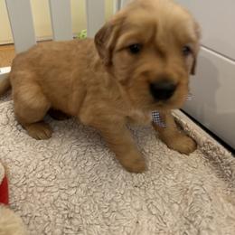 Boy 1 - Golden male Golden Retriever puppy in Shingle Springs, California from Sun Ridge Goldens