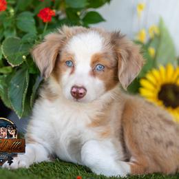 Ben - Red merle male Miniature Australian Shepherd puppy in Granbury, Texas from Best Little Aussies