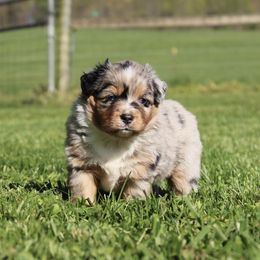 Fern - Blue merle female Miniature American Shepherd puppy in Franklin, Kentucky from LF Ranch