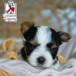 Charlie - Black tan and white male Biewer Terrier puppy in California from Corazon de gigante