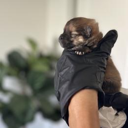 Tofu - Cream sable male Pomeranian puppy in Winchester, California from Polina's Poms