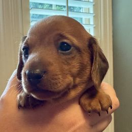 Ruby - Red female Dachshund puppy in Franklin, Tennessee from Wendy's Weenies