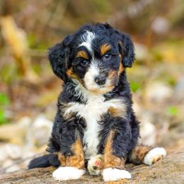 Gator - Tri-color male Bernedoodle puppy in Dundee, Ohio from Down Home Doodle