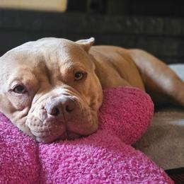 Winnie Bear - American Bully