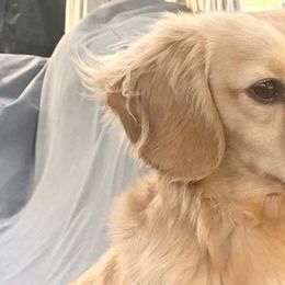 Finn - Dachshund