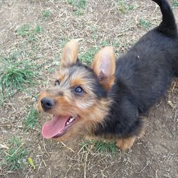 Australian Terrier Puppies from Heartland Australian Terriers