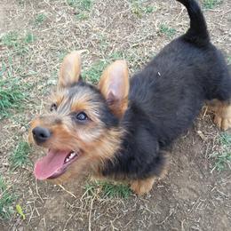 Australian Terrier Puppies from Heartland Australian Terriers