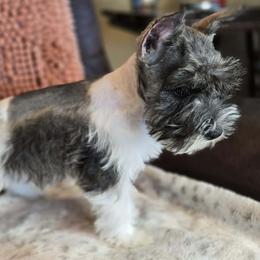 Boy 1 - male Miniature Schnauzer puppy in Lebanon, Missouri from Sassy's Classy Canines