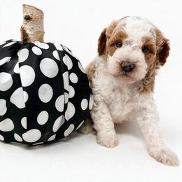 Tom - Red male Bernedoodle puppy in Columbus, Montana from Montanas Mountain Bernedoodles