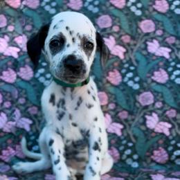 Ivy - White and black female Dalmatian puppy in Whitwell, Tennessee from Rock a Dalmatian “RockADal”