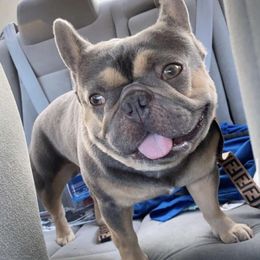 Goku  - French Bulldog