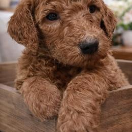 ACE - Red  male Poodle puppy in Stanley, Wisconsin from McJare's Puppy Palace
