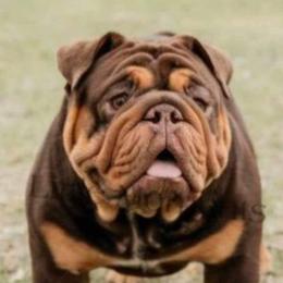 Biscuit - Bulldog