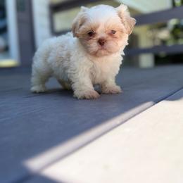 Male 2 - Cream and white male Shih Tzu puppy in Union City, Georgia from Chinx Puppy Songs