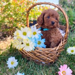 Cavapoo and Goldendoodle Puppies from Divinity Grace Cavapoos