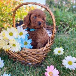 Cavapoo and Goldendoodle Puppies from Divinity Grace Cavapoos