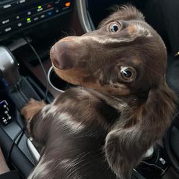 Slash - Dachshund