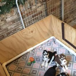 Siberian Husky Puppies from Blue Moon Siberian Husky Haven