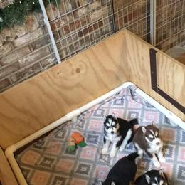 Siberian Husky Puppies from Blue Moon Siberian Husky Haven