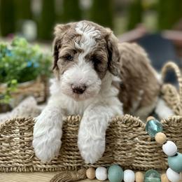 Charlotte - Merle female Bernedoodle puppy in Bells, North Carolina from Neighborhood Poodles & Doodles