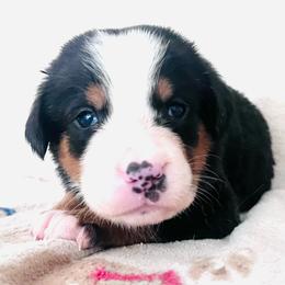 Girl 2 - Black, white and red female Greater Swiss Mountain Dog puppy in Gainesville, Florida from Ambermoon Kooikerhondje Blackamber Greater Swiss Mountain Dogs