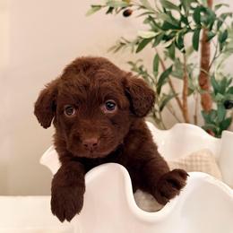 Zuzu - Chocolate female Labradoodle puppy in Bruceton Mills, West Virginia from Adonai Ra'ah Farms