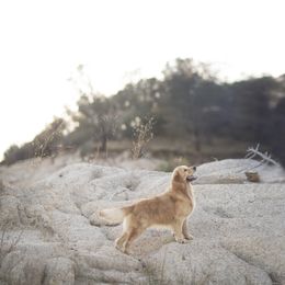 Cavalier King Charles Spaniel and Golden Retriever Puppies from Tsarevich Goldens and Cavaliers