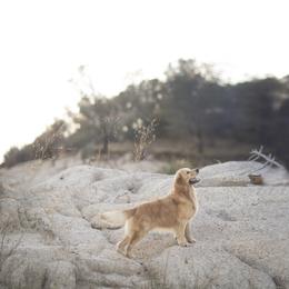Cavalier King Charles Spaniel and Golden Retriever Puppies from Tsarevich Goldens and Cavaliers