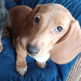 Thor - Dachshund