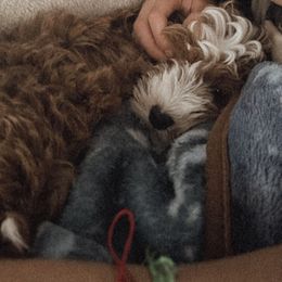 Bernedoodle, Goldendoodle, and Sheepadoodle Puppies from High Desert Doodles