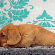 Basset Fauve de Bretagne and Miniature American Shepherd Puppies from 4 Clovers Kennel